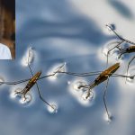 ربات دانشمند ایرانی با تصور از حشرات آب‌پیما